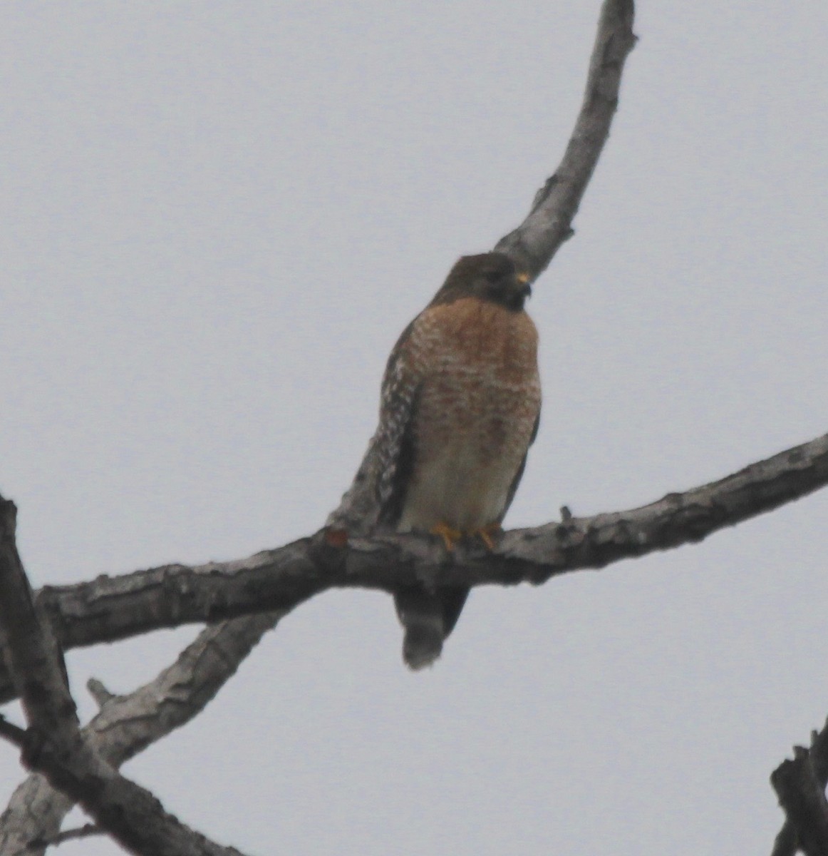 Red-shouldered Hawk - ML510514831