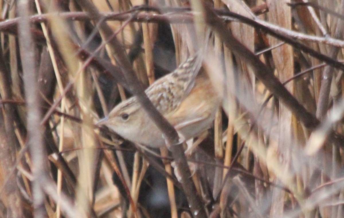 Sedge Wren - ML510514901