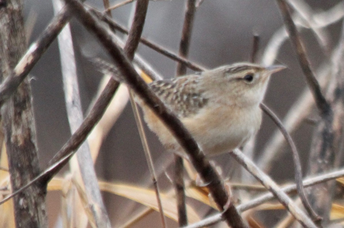 Sedge Wren - ML510514921