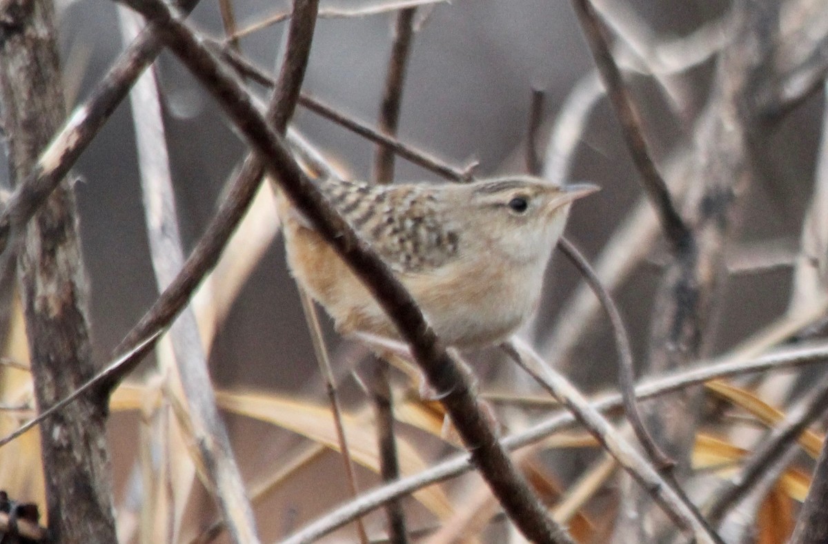 Sedge Wren - ML510514931
