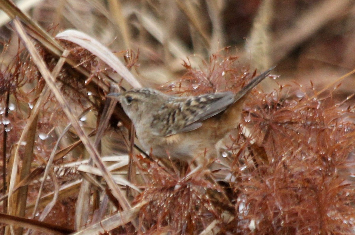 Sedge Wren - ML510514941