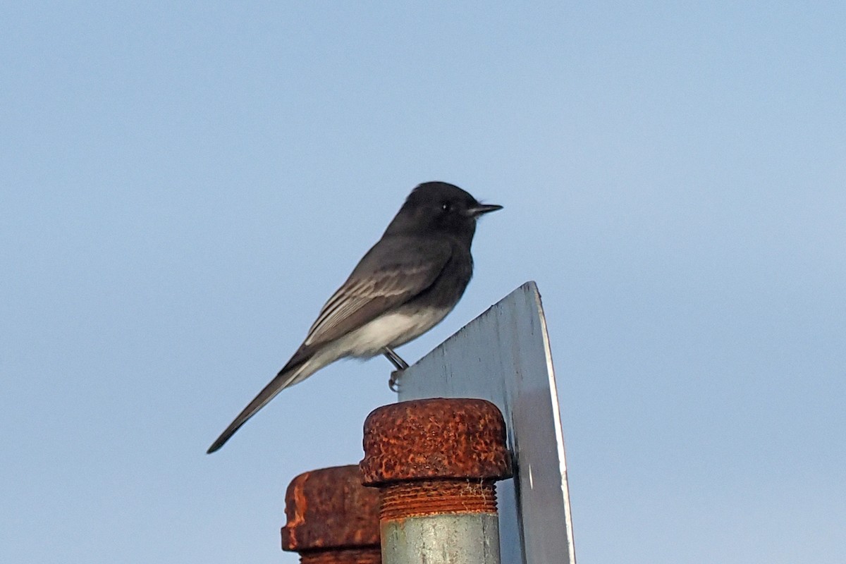 Black Phoebe - ML510515341