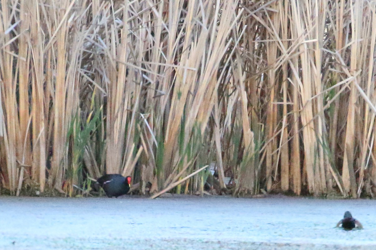 Common Gallinule - Shawn Miller