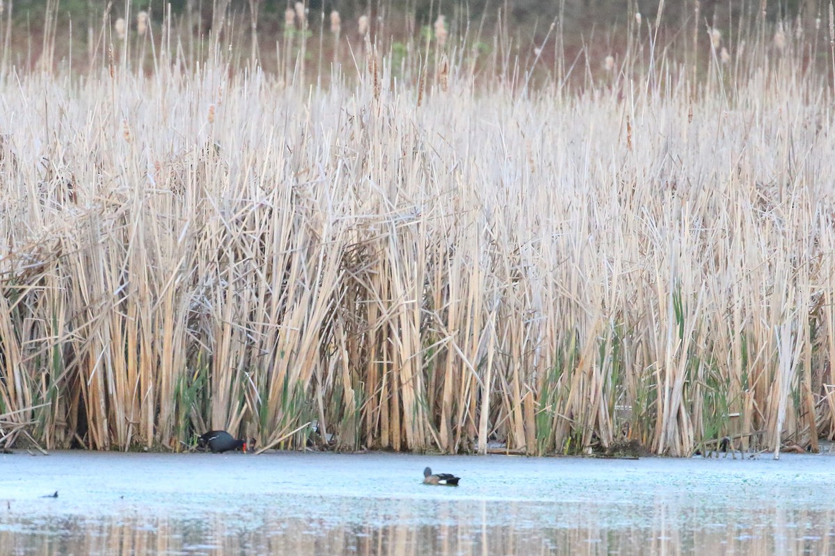 Common Gallinule - Shawn Miller