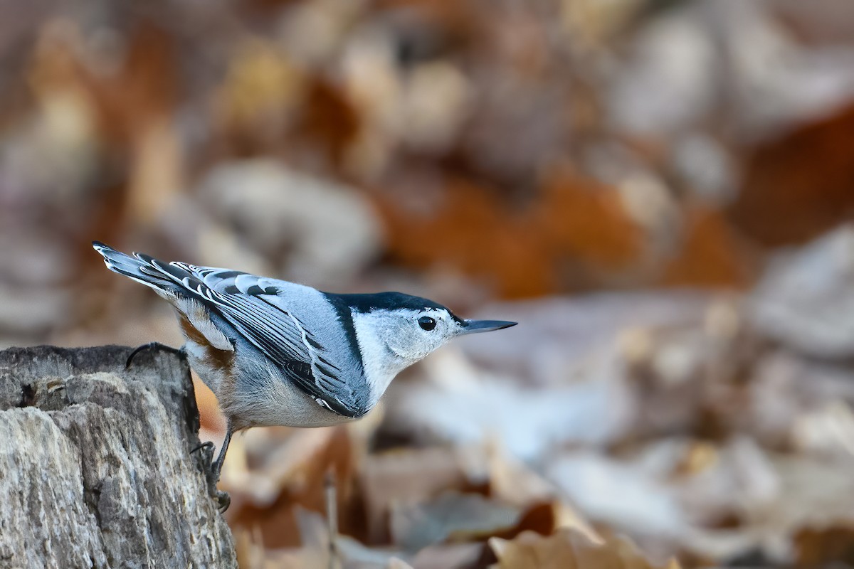 White-breasted Nuthatch - John Missing