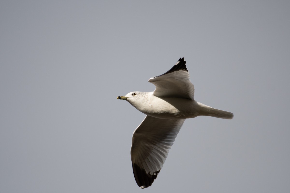 Ring-billed Gull - Esther Sumner