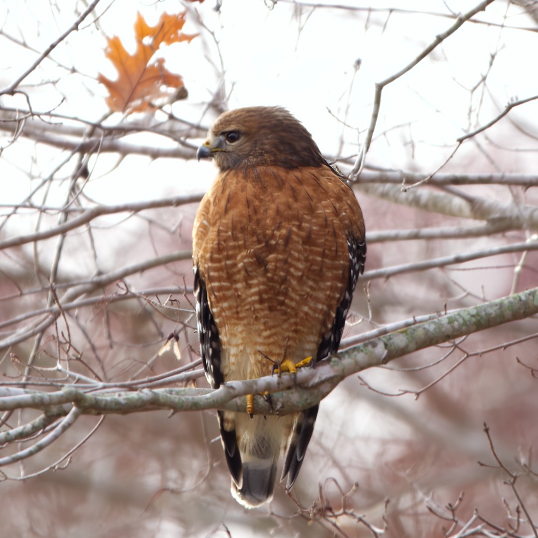 Red-shouldered Hawk - ML510520771