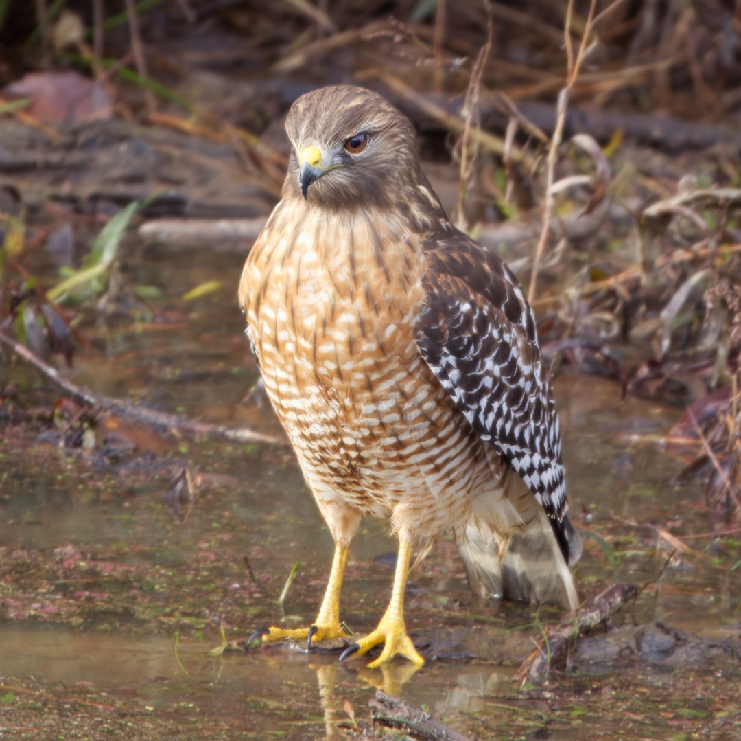 Red-shouldered Hawk - ML510520971