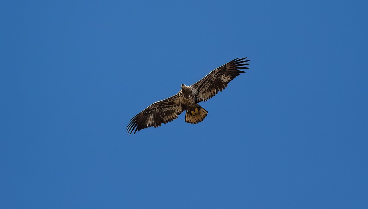 Bald Eagle - Nick Pulcinella