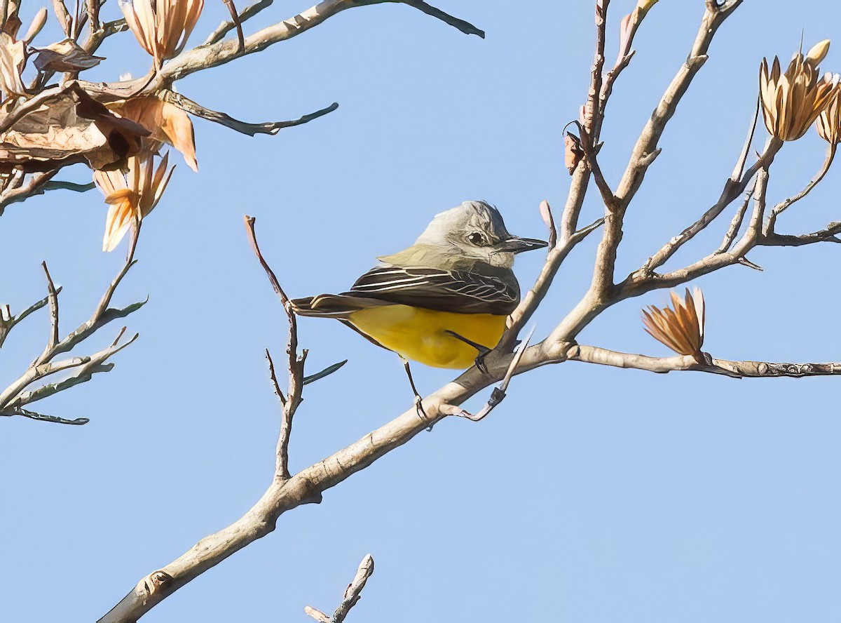 Tropical Kingbird - Nick Pulcinella