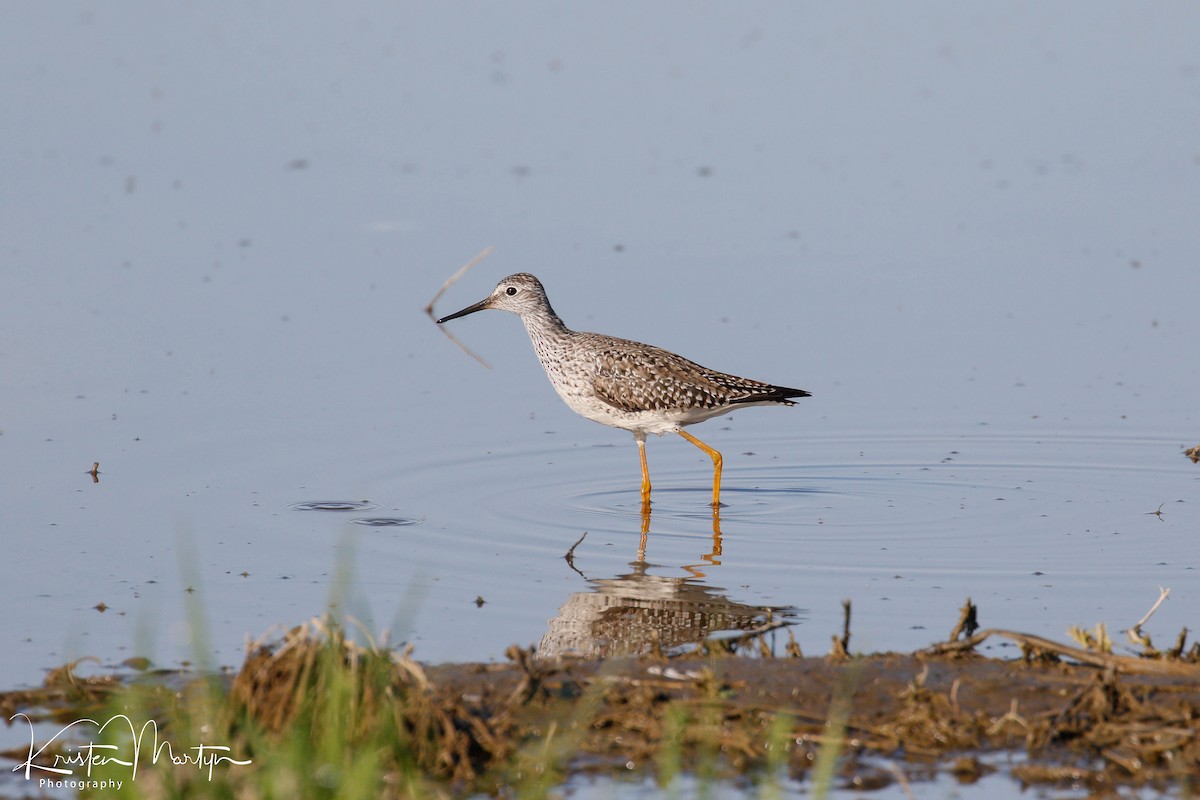 Lesser Yellowlegs - ML510522201