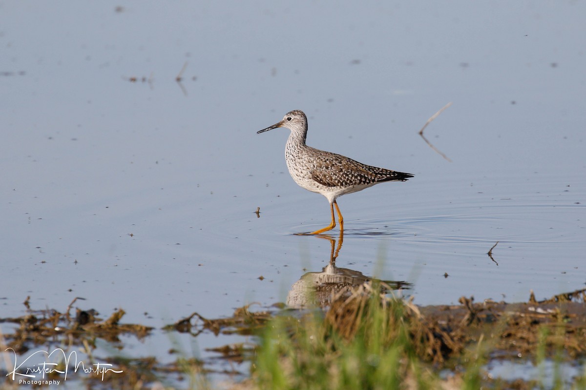 Lesser Yellowlegs - ML510522211