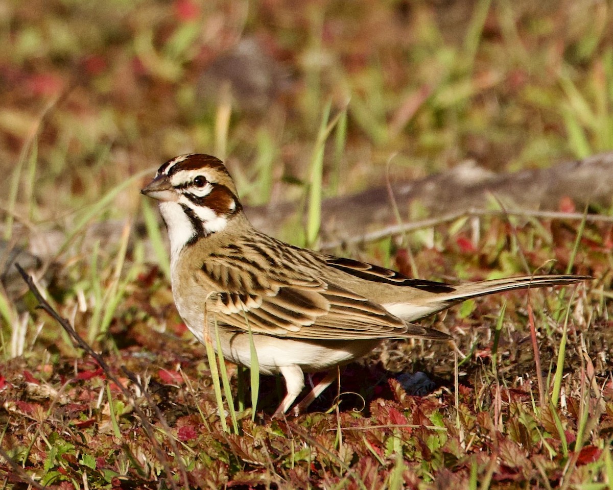 Lark Sparrow - Dave Bengston