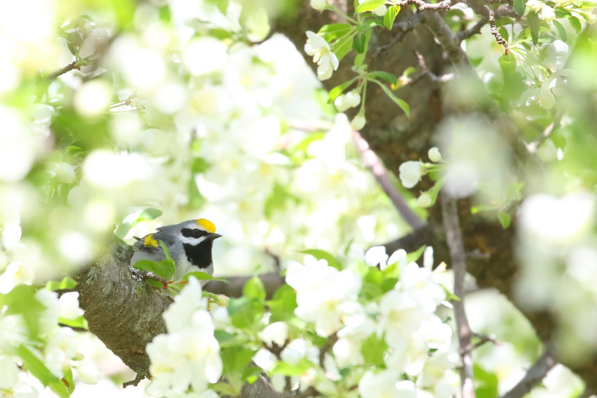 Golden-winged Warbler - ML510522771