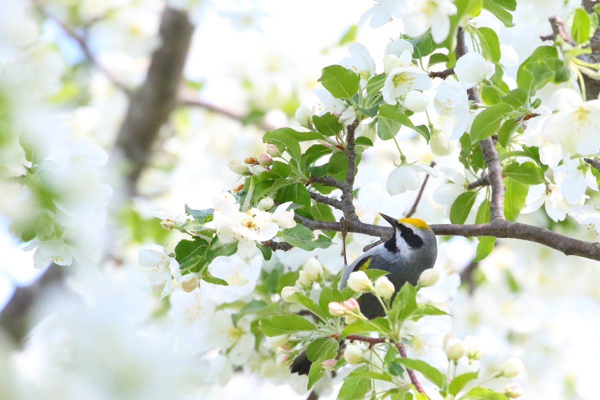 Golden-winged Warbler - ML510522781
