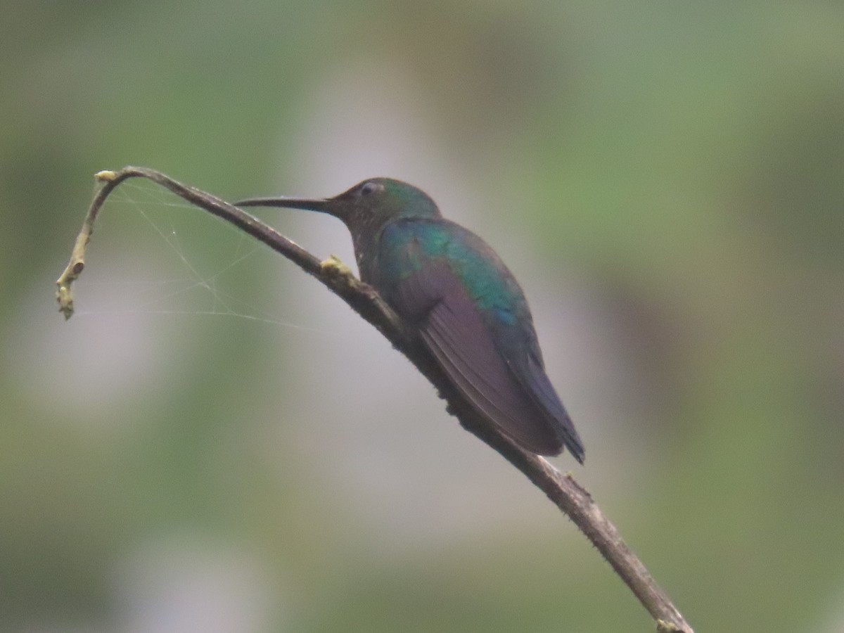 kolibřík nymfový - ML510523981