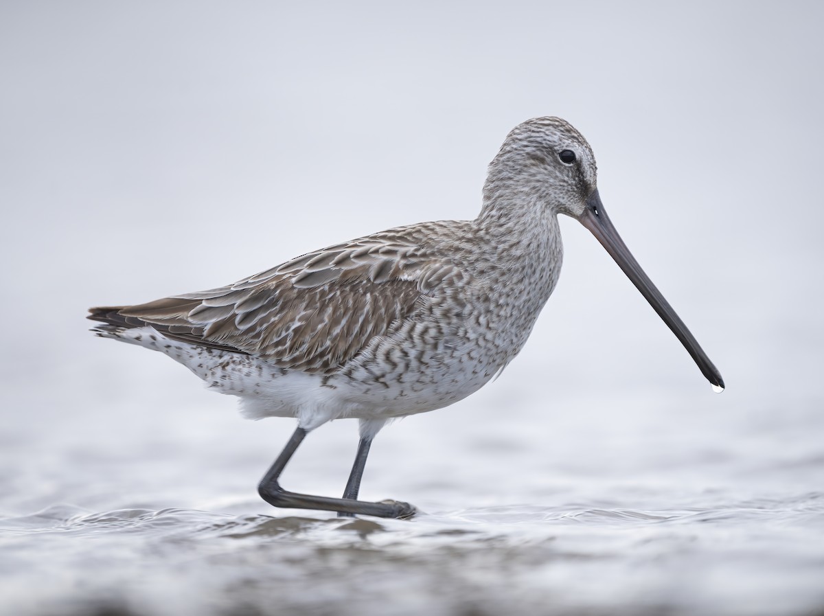 Asian Dowitcher - David Sinnott