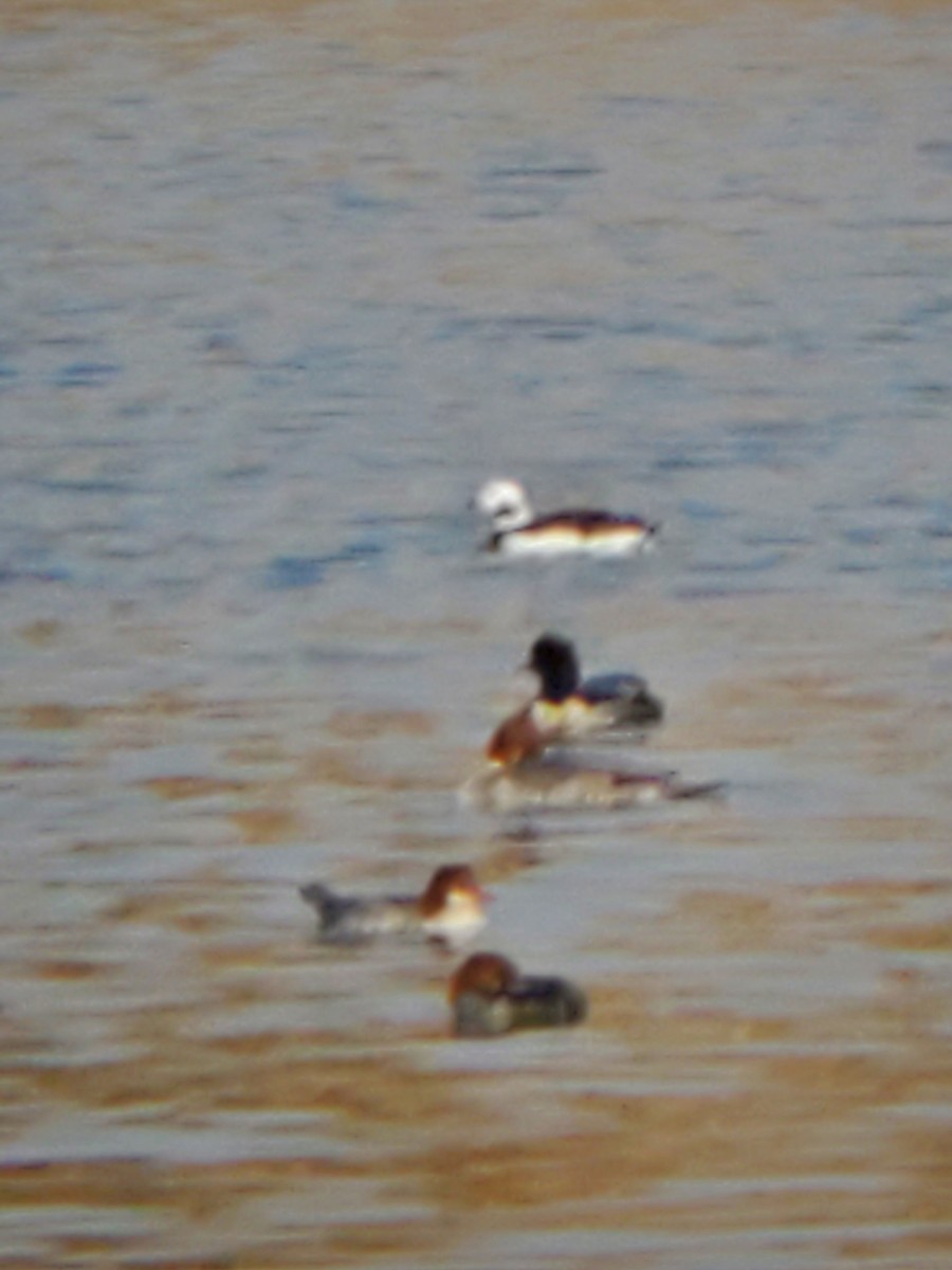 Long-tailed Duck - Ric Olson