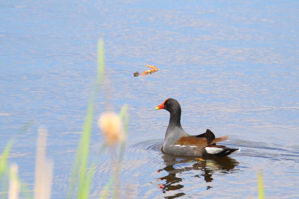 Common Gallinule - Shawn Miller