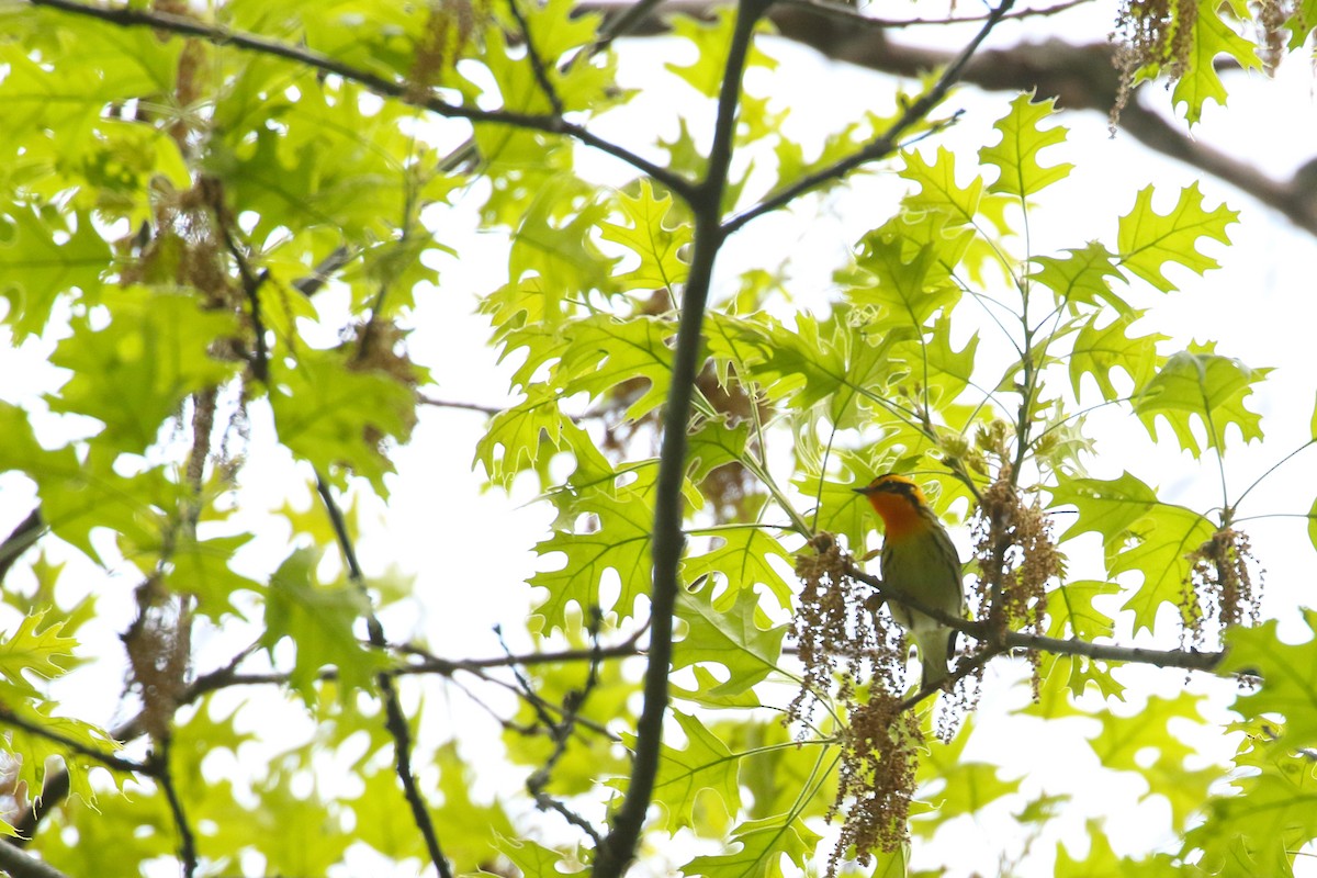 Blackburnian Warbler - ML510525941