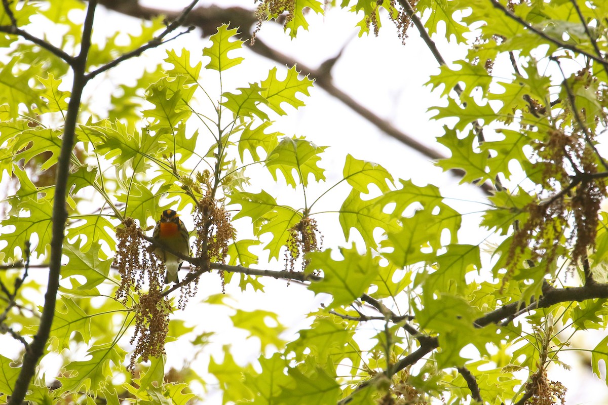Blackburnian Warbler - ML510525951