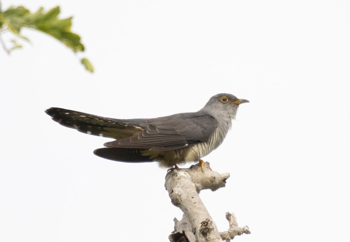 Madagascar Cuckoo - ML510525961