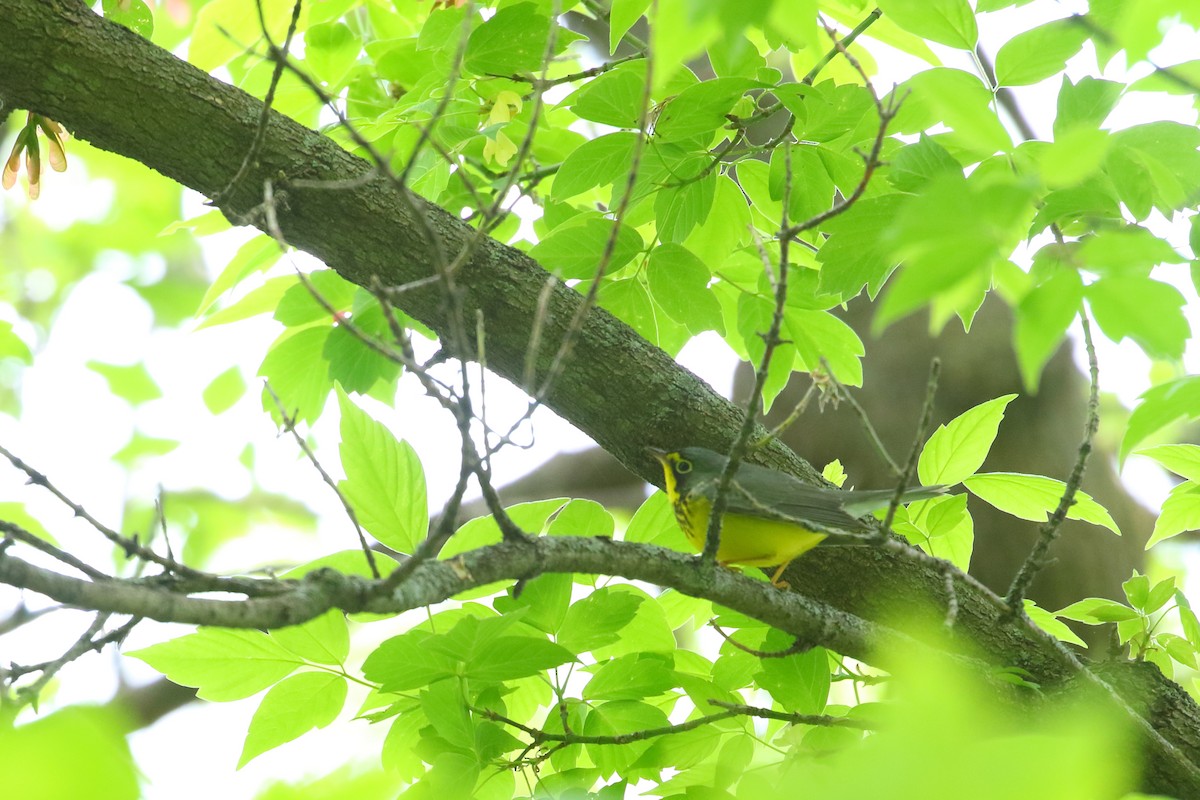 Canada Warbler - ML510525971