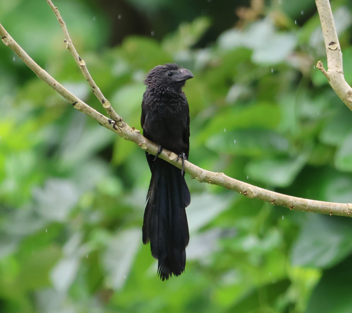 Groove-billed Ani - Jorge Alcalá