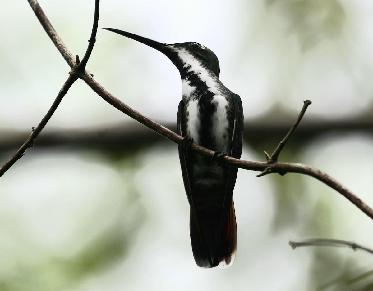 kolibřík tropický - ML510526211