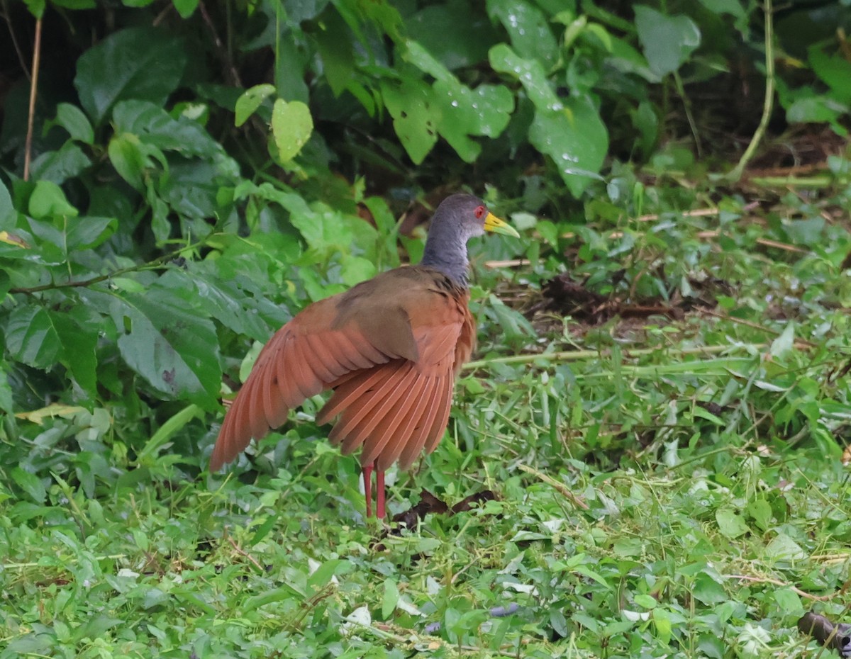 Gray-cowled Wood-Rail - ML510526221