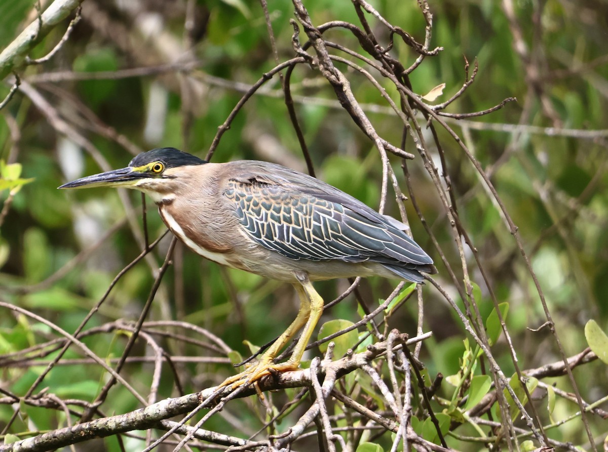 Striated Heron - BIRDING BOLIVAR