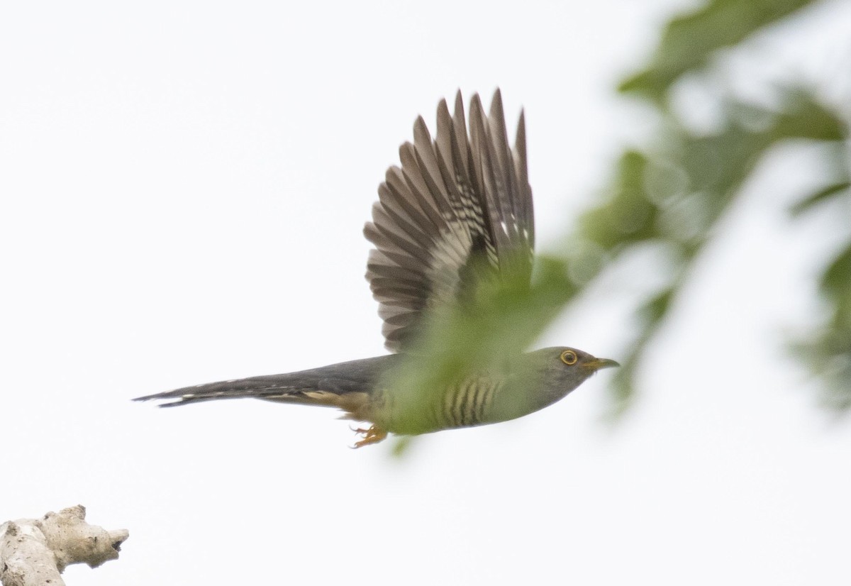 Madagascar Cuckoo - ML510526541