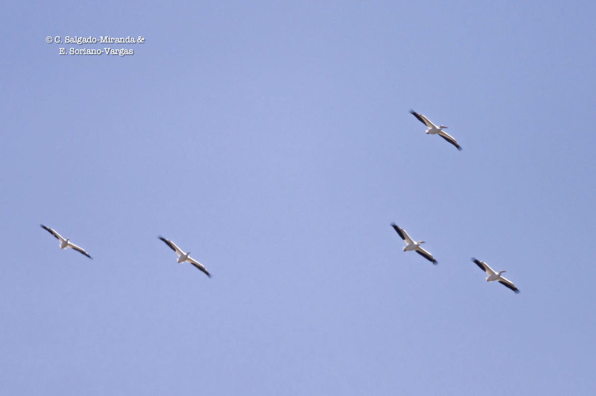 American White Pelican - C. Salgado-Miranda & E. Soriano-Vargas