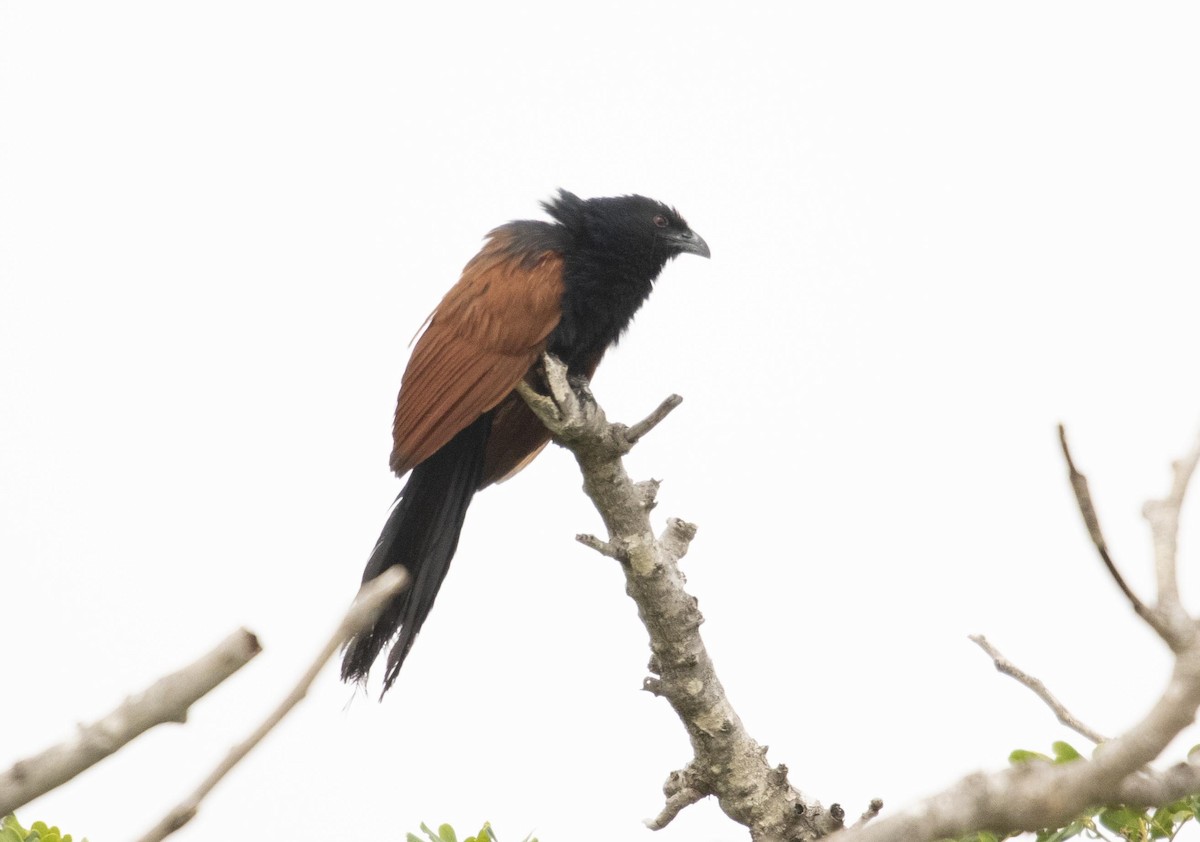 Malagasy Coucal - ML510527231