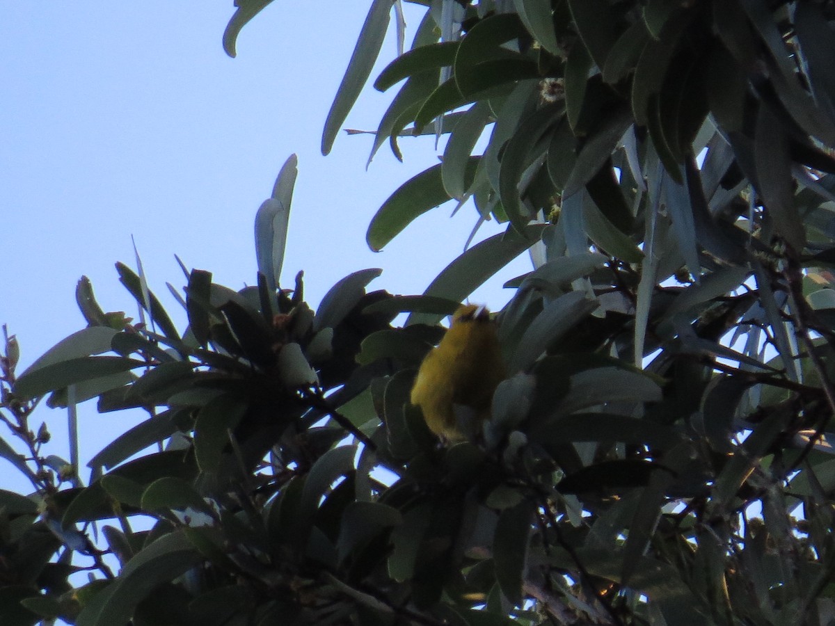 smalnebbamakihi (virens) - ML51052741