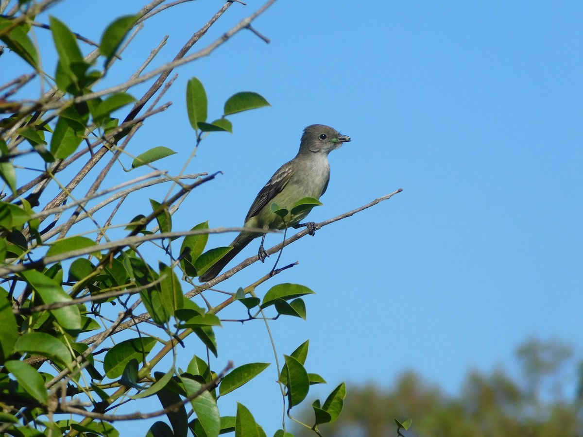 Large Elaenia - ML510528571