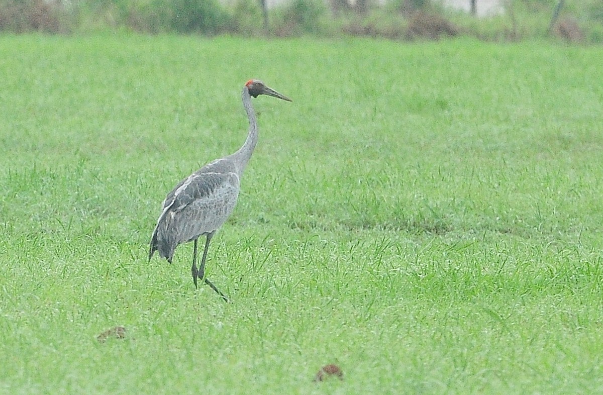 jeřáb australský - ML510528651