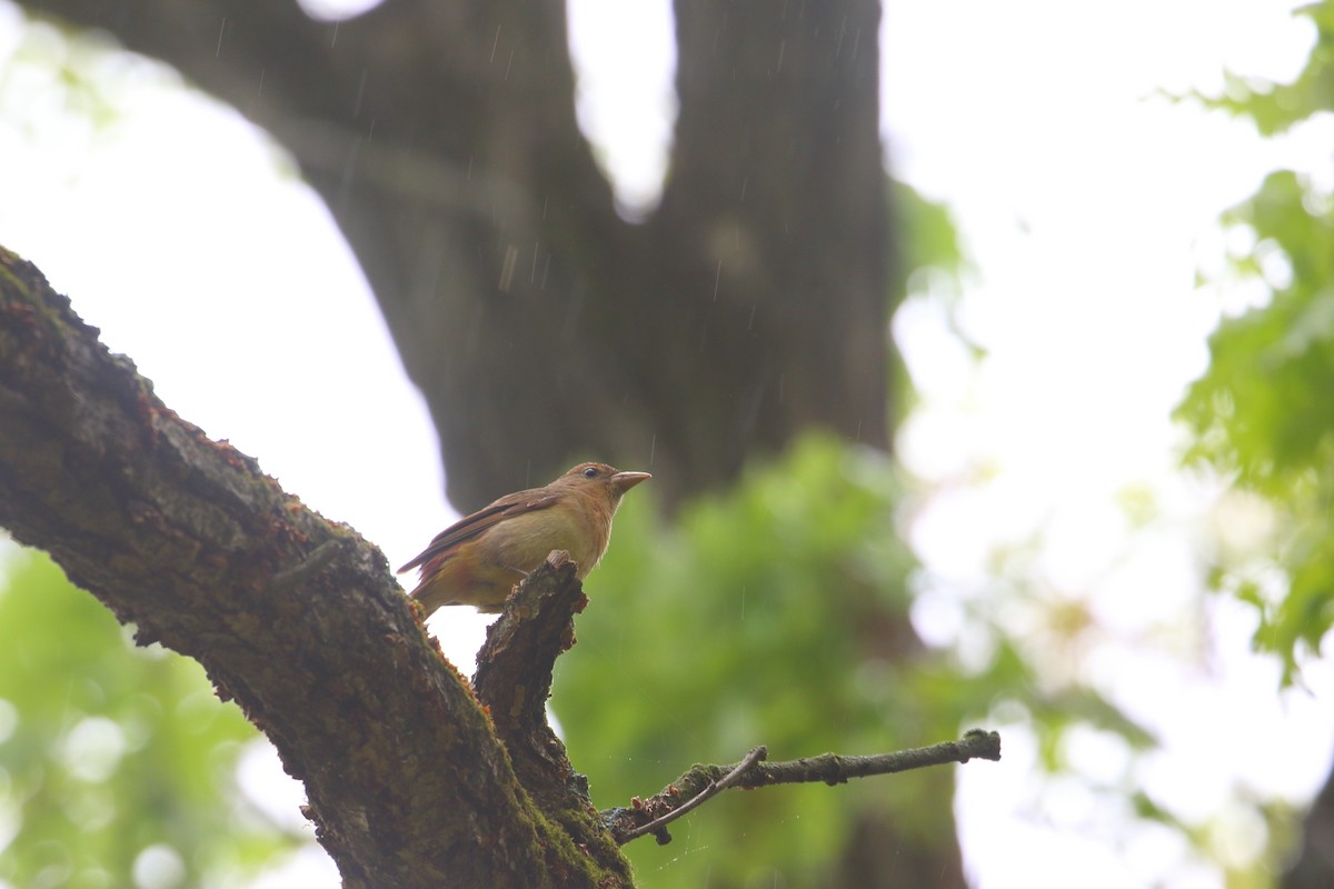 Summer Tanager - ML510528721