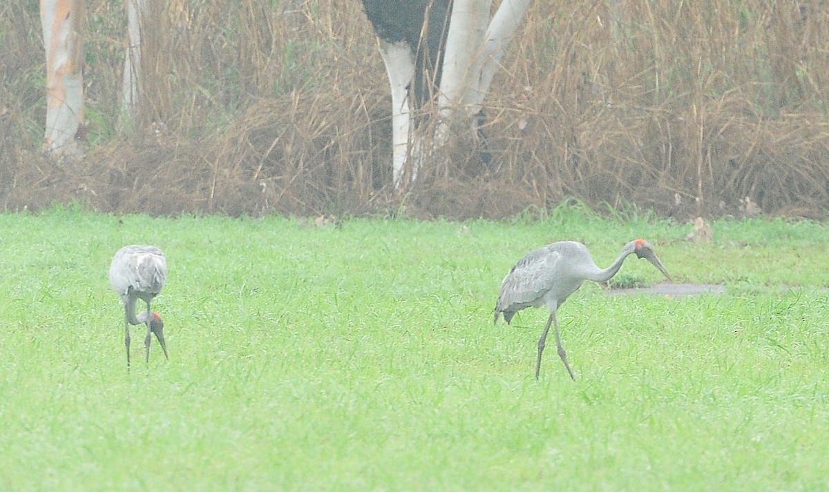 Grulla Brolga - ML510528731