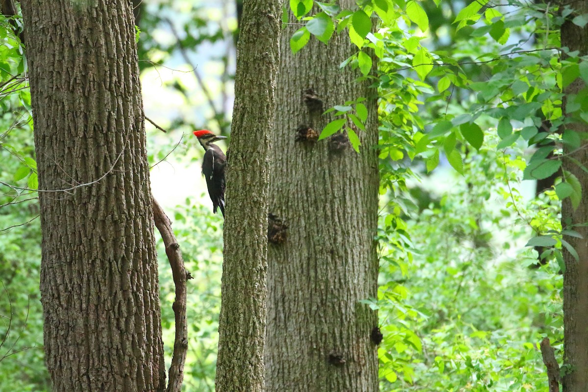 Pileated Woodpecker - ML510528741