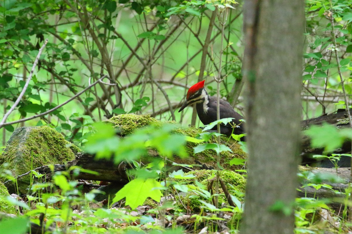 Pileated Woodpecker - ML510528751