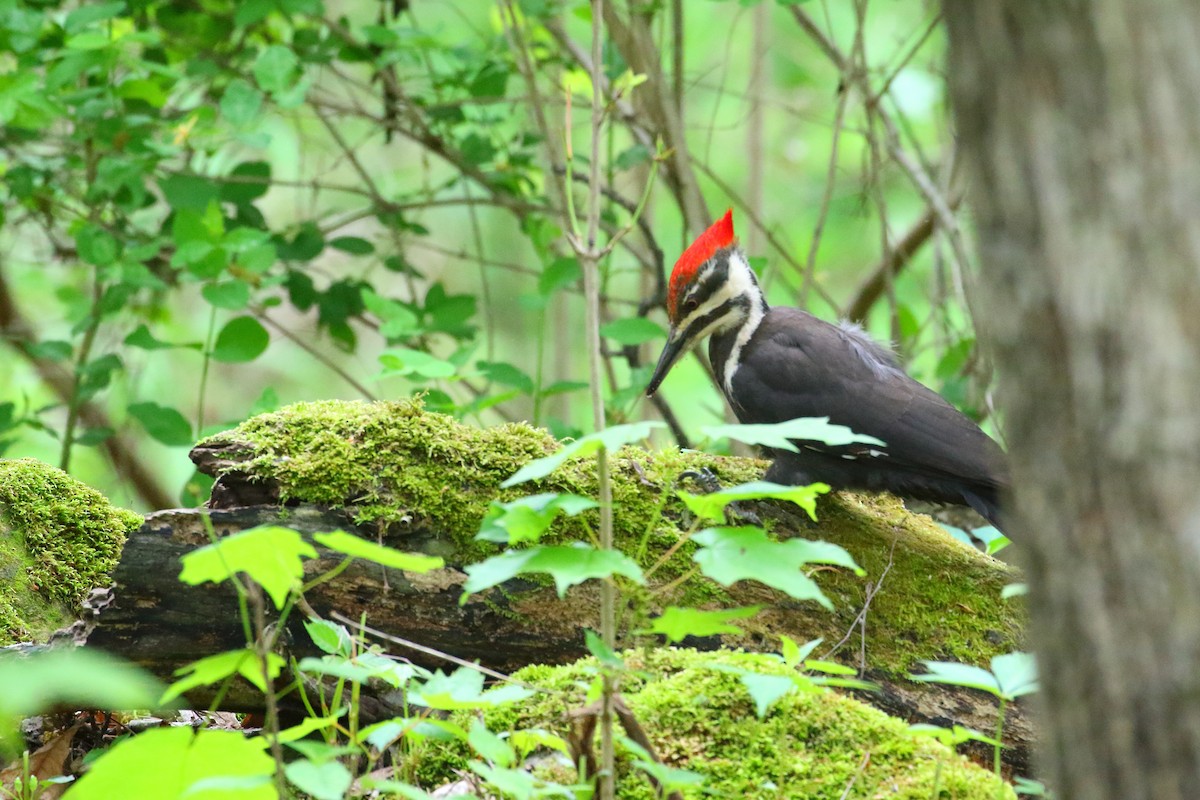 Pileated Woodpecker - ML510528761