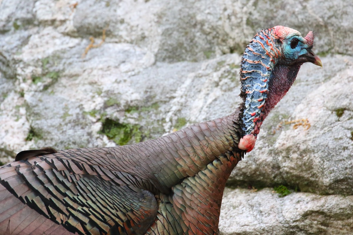 Wild Turkey - ML510528771