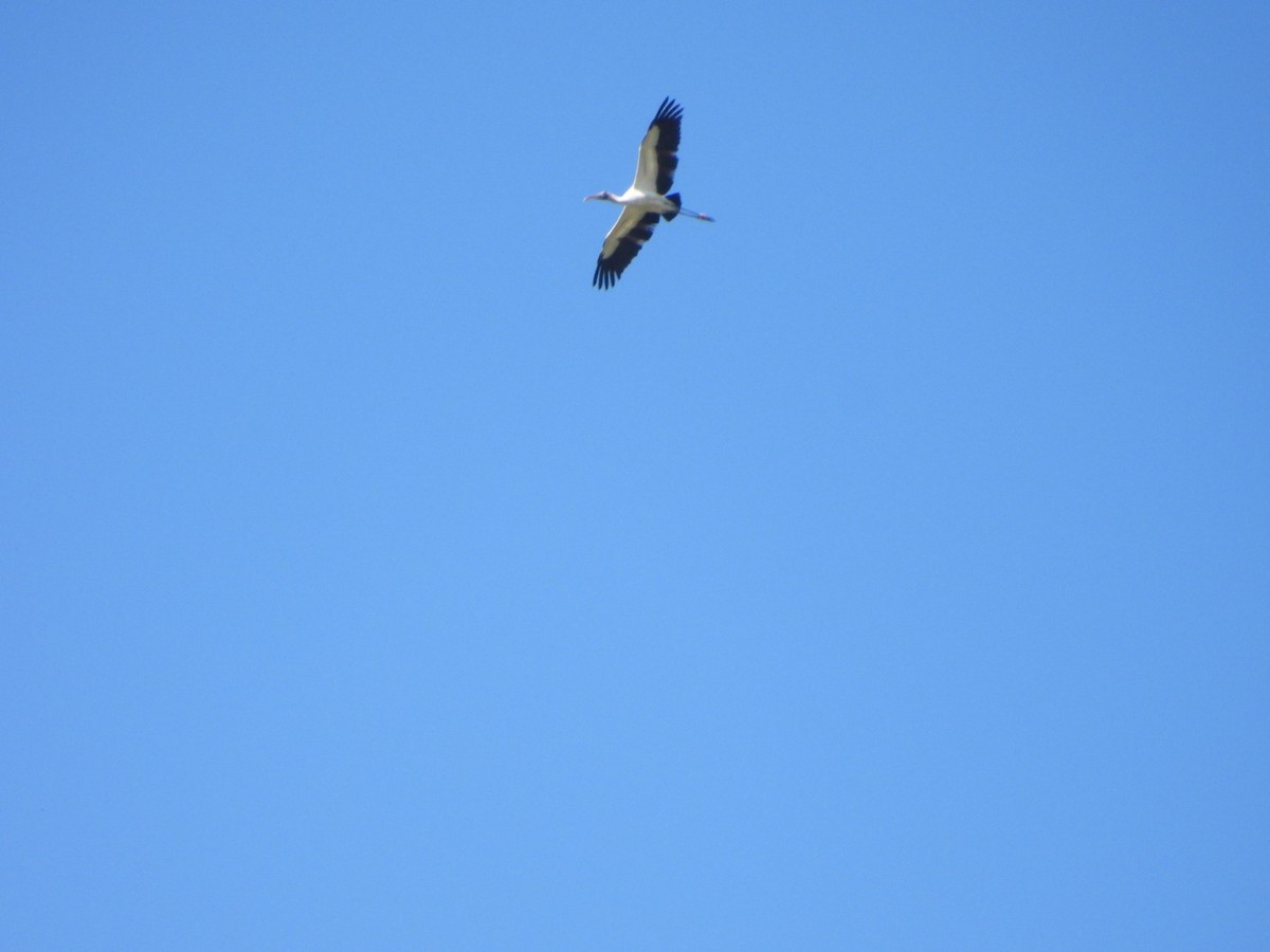 Wood Stork - william gray