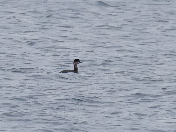 Eared Grebe - ML510529781