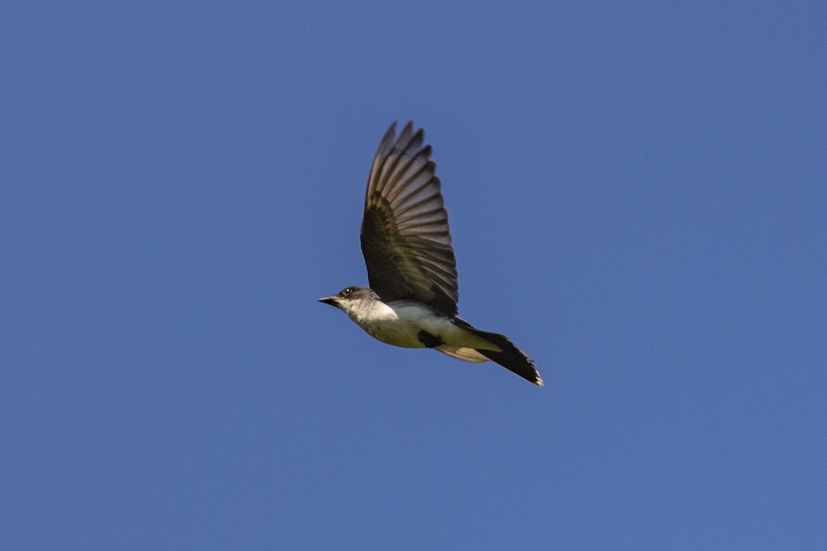 Schieferrücken-Königstyrann - ML510530771