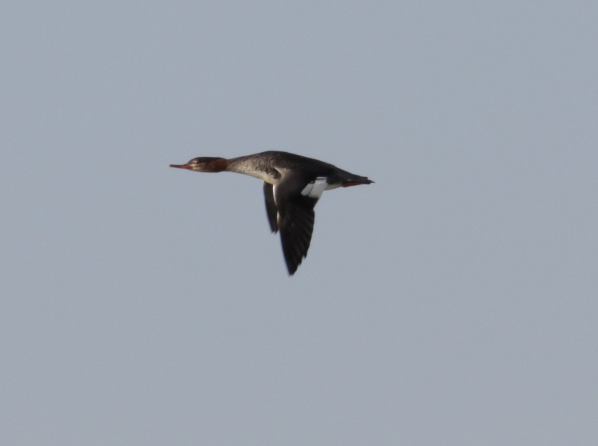 Red-breasted Merganser - ML510530891