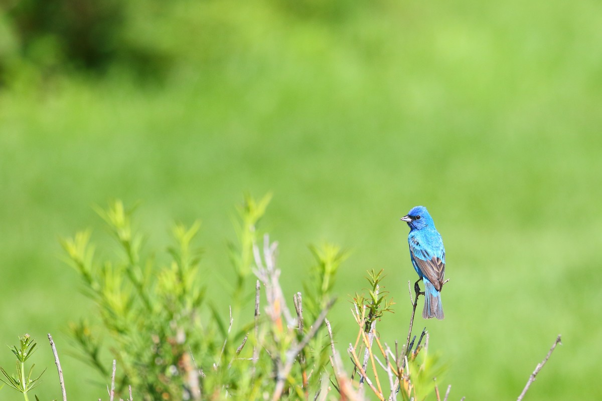 Indigo Bunting - ML510530921