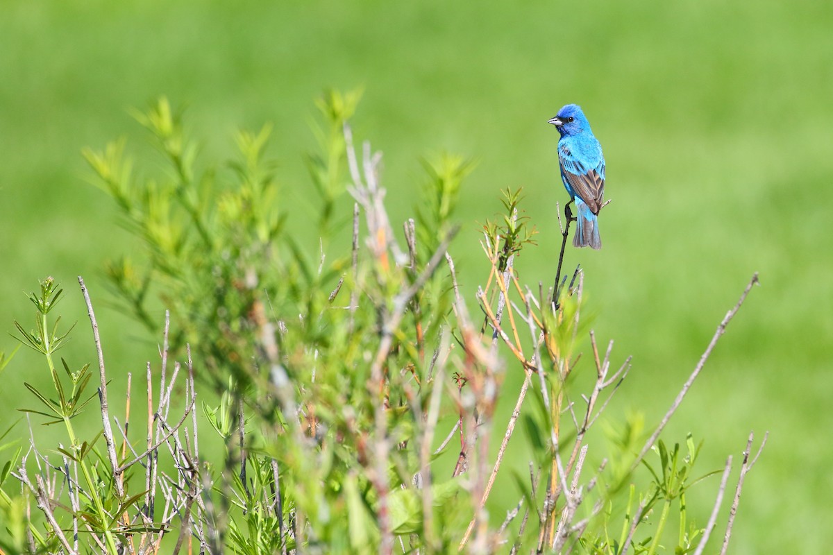 Indigo Bunting - ML510530931