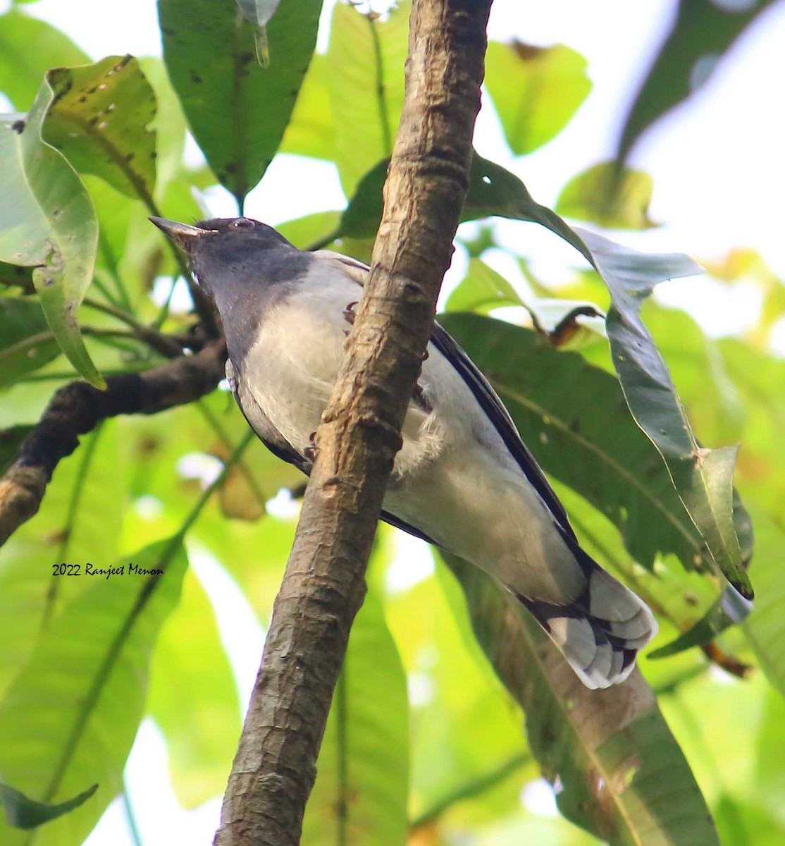 Black-headed Cuckooshrike - ML510530951